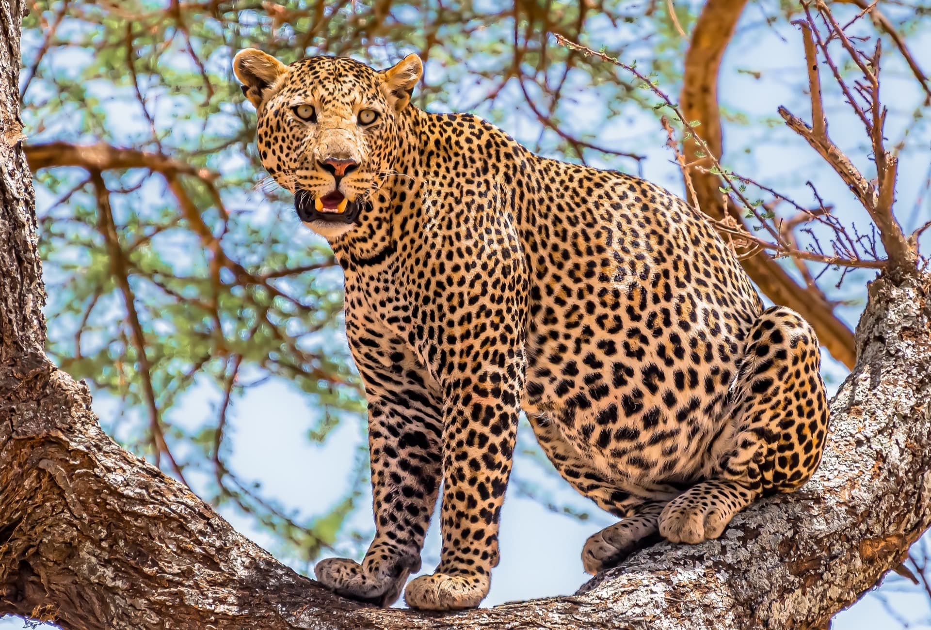 Ruaha National Park