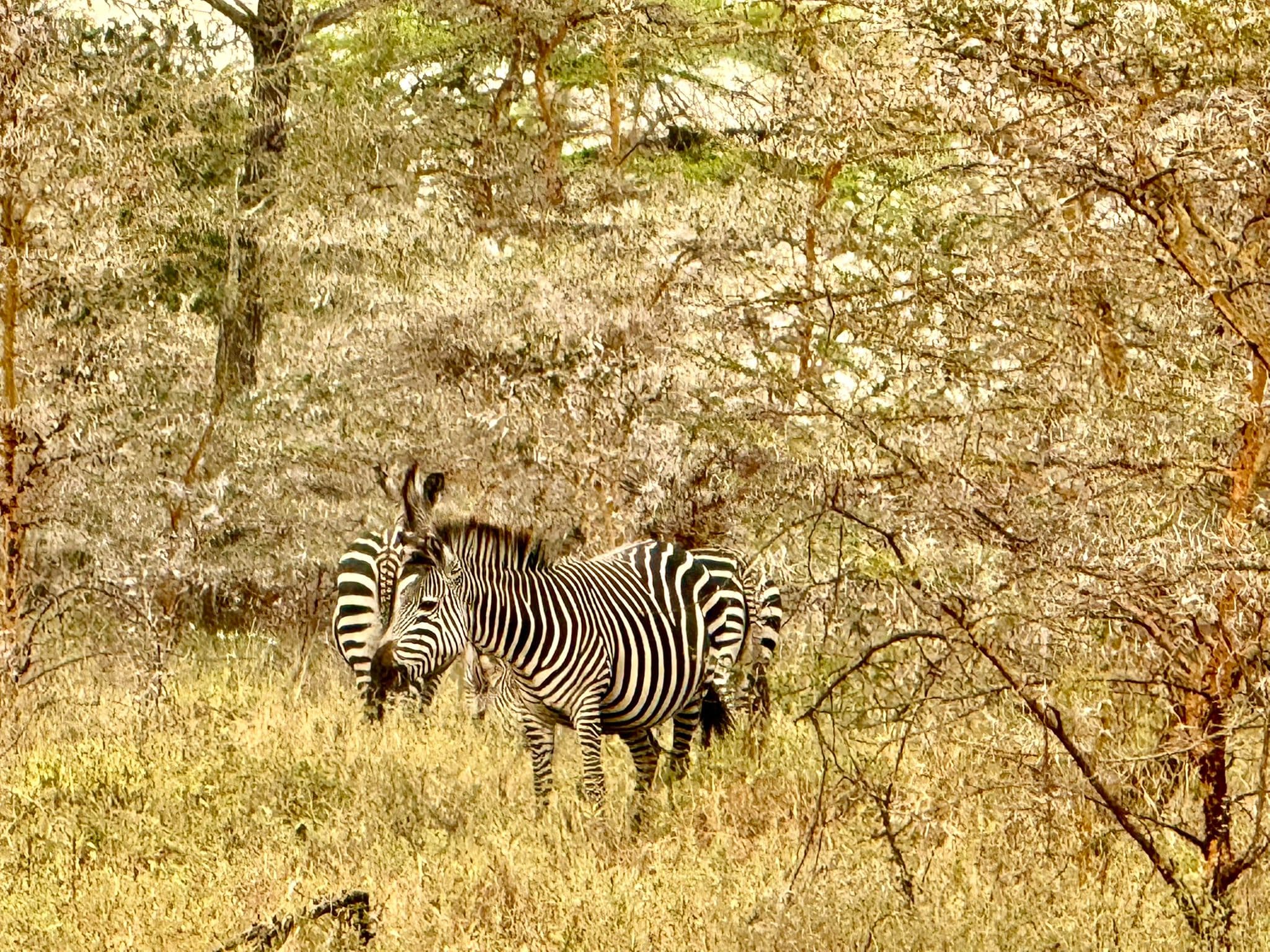 2 days 1 night Mikumi National Park Safari