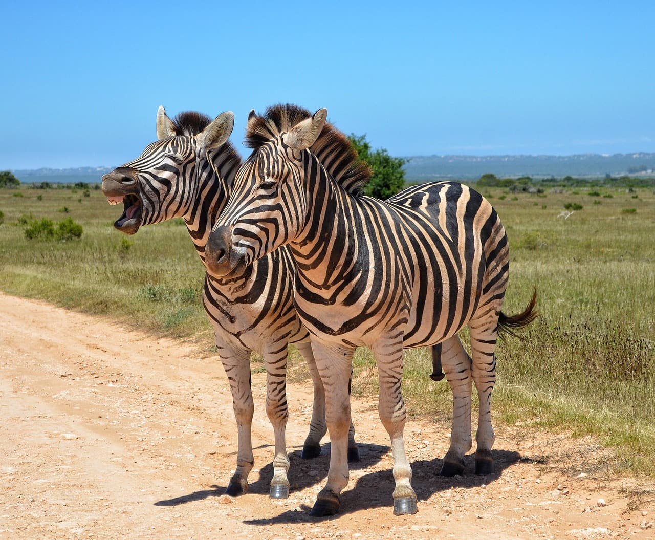 3 Days, 2 Nights Mikumi Safari Itinerary (From Dar es Salaam)