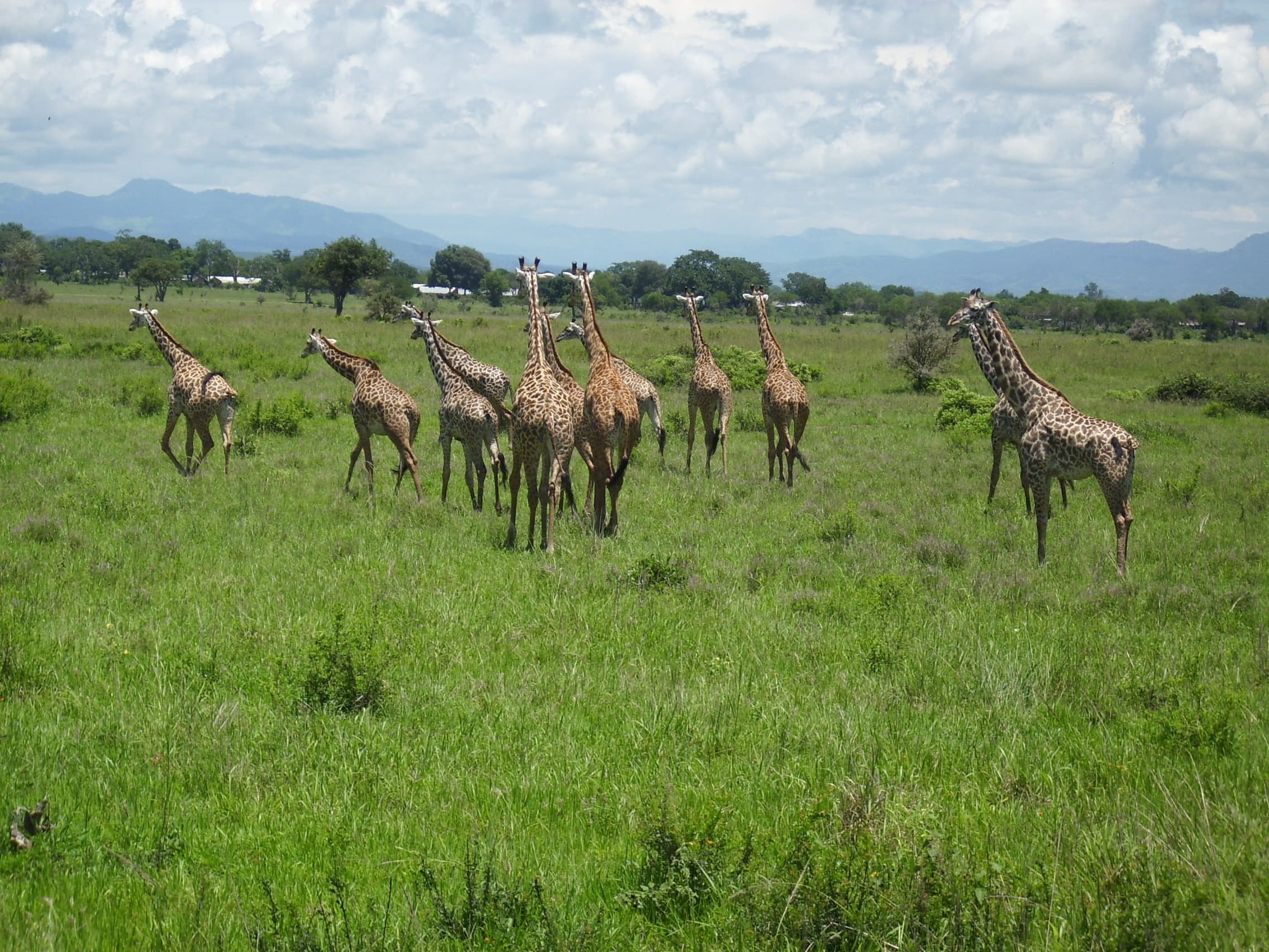 DAY TRIP: MIKUMI NATIONAL PARK FROM MOROGORO