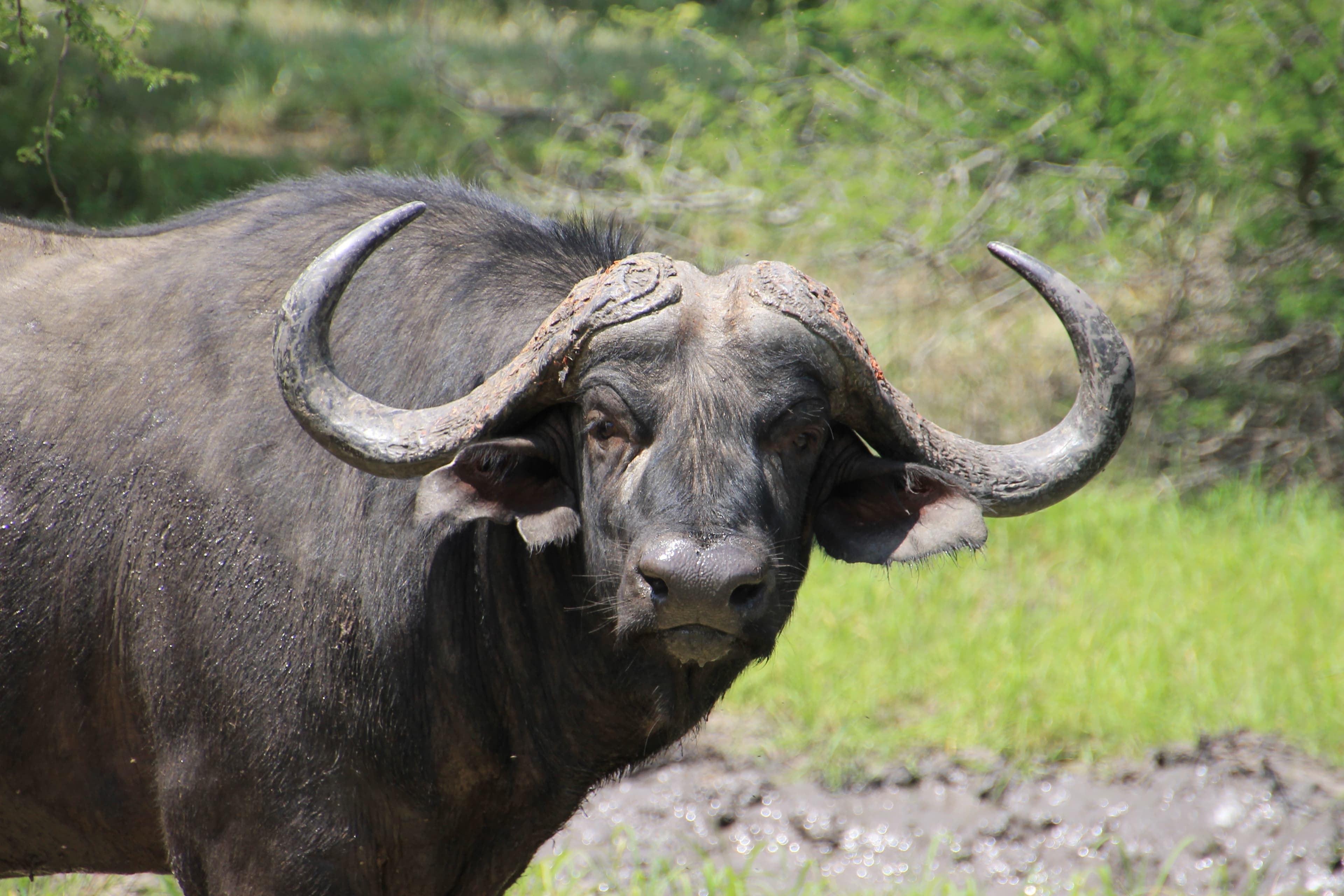 DAY TRIP: MIKUMI NATIONAL PARK FROM MOROGORO
