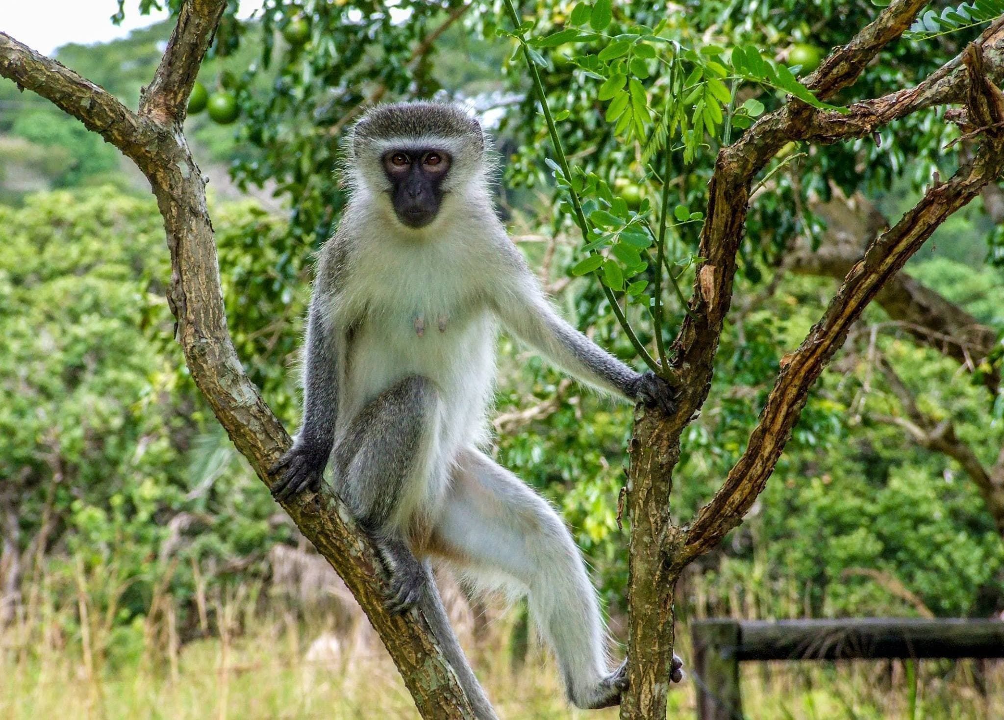 3 Days, 2 Nights Mikumi National Park, Maasai Village & Chizua Waterfalls Hiking Tour